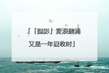 「摄影」麦浪翻涌 又是一年夏收时