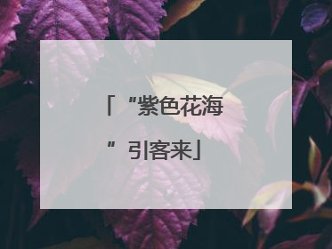 “紫色花海”引客来
