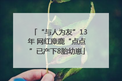 “与人为友”13年 网红麋鹿“点点”已产下8胎幼崽