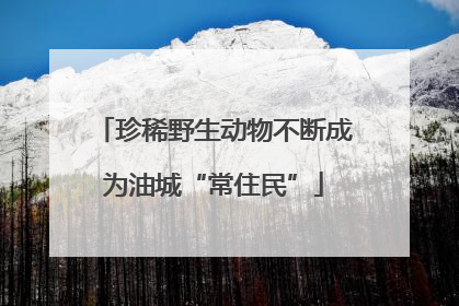 珍稀野生动物不断成为油城“常住民”