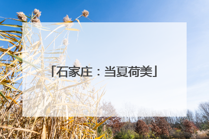 石家庄：当夏荷美