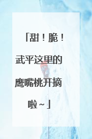 甜！脆！武平这里的鹰嘴桃开摘啦～