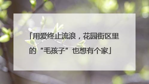 用爱终止流浪，花园街区里的“毛孩子”也想有个家