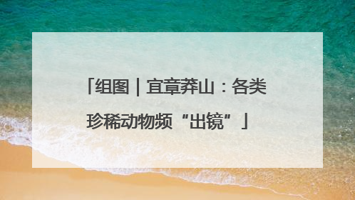 组图｜宜章莽山：各类珍稀动物频“出镜”