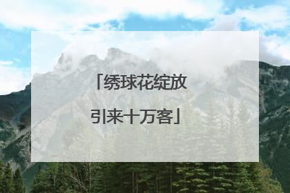 绣球花绽放 引来十万客