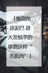 缠鹿角 涂泥巴 进入发情季的雄鹿这样“秀肌肉”