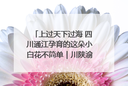 上过天下过海 四川通江孕育的这朵小白花不简单｜川陕渝网络名人巴中行