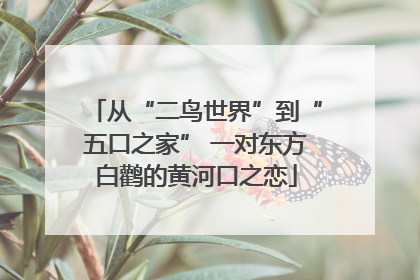 从“二鸟世界”到“五口之家” 一对东方白鹳的黄河口之恋
