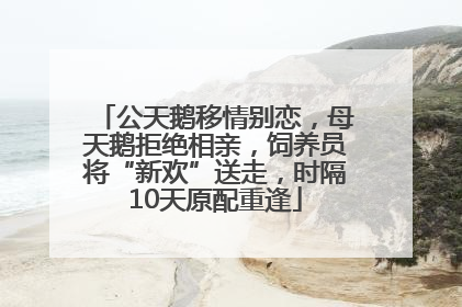 公天鹅移情别恋，母天鹅拒绝相亲，饲养员将“新欢”送走，时隔10天原配重逢