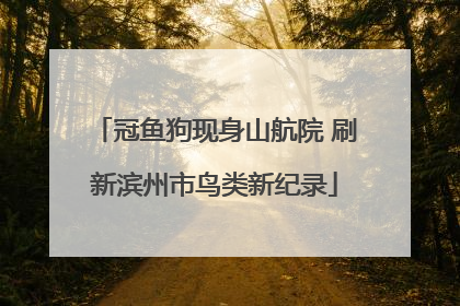 冠鱼狗现身山航院 刷新滨州市鸟类新纪录