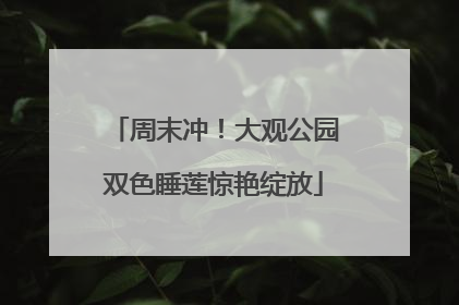 周末冲！大观公园双色睡莲惊艳绽放