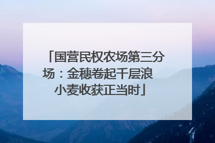 国营民权农场第三分场：金穗卷起千层浪 小麦收获正当时