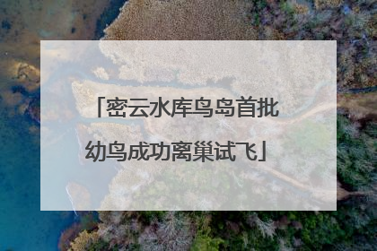密云水库鸟岛首批幼鸟成功离巢试飞