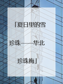 夏日里的雪珍珠——华北珍珠梅