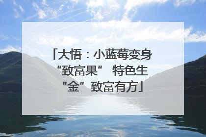 大悟：小蓝莓变身“致富果” 特色生“金”致富有方