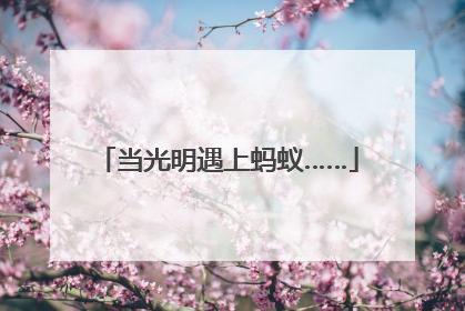 当光明遇上蚂蚁……