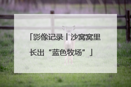 影像记录丨沙窝窝里长出“蓝色牧场”