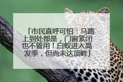 市民直呼可怕：马路上到处都是，门窗紧闭也不管用！白蚁进入高发季，但尚未达顶峰