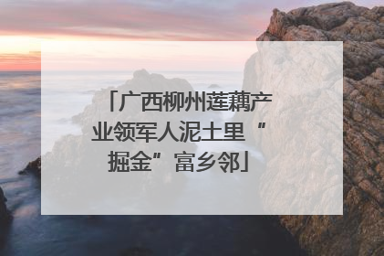 广西柳州莲藕产业领军人泥土里“掘金”富乡邻