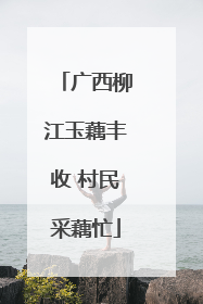 广西柳江玉藕丰收 村民采藕忙