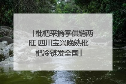 枇杷采摘季供销两旺 四川宝兴晚熟枇杷冷链发全国