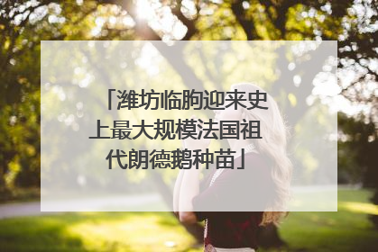 潍坊临朐迎来史上最大规模法国祖代朗德鹅种苗