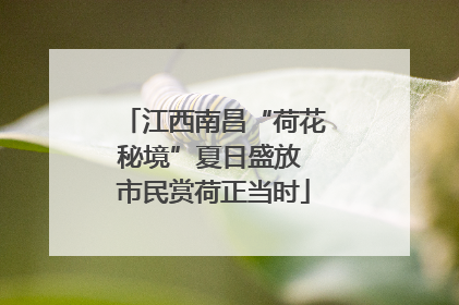 江西南昌“荷花秘境”夏日盛放 市民赏荷正当时
