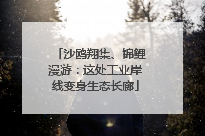 沙鸥翔集、锦鲤漫游：这处工业岸线变身生态长廊