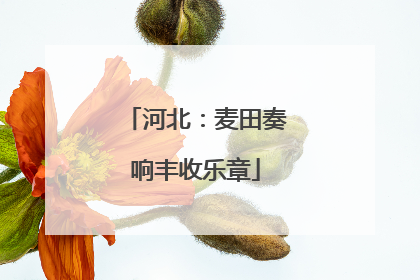 河北：麦田奏响丰收乐章