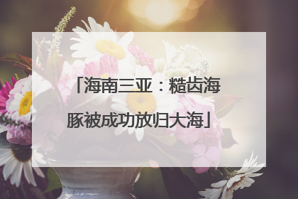 海南三亚：糙齿海豚被成功放归大海