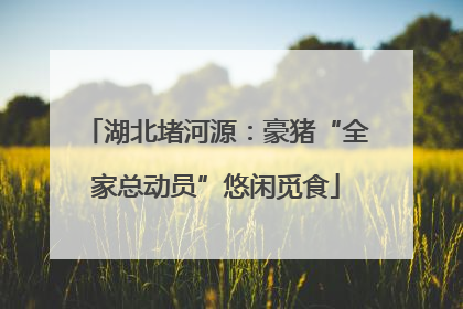 湖北堵河源：豪猪“全家总动员”悠闲觅食