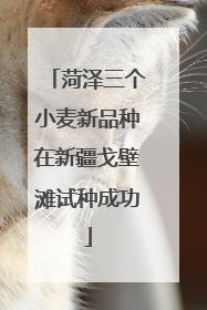 菏泽三个小麦新品种在新疆戈壁滩试种成功