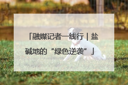 融媒记者一线行｜盐碱地的“绿色逆袭”