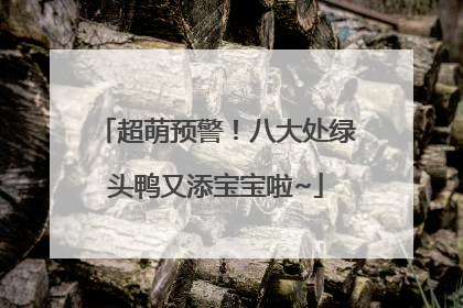 超萌预警！八大处绿头鸭又添宝宝啦~
