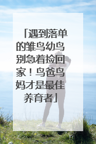 遇到落单的雏鸟幼鸟别急着捡回家！鸟爸鸟妈才是最佳养育者