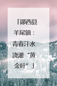 郧西县羊尾镇：青春汗水浇灌“黄金叶”