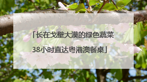 长在戈壁大漠的绿色蔬菜38小时直达粤港澳餐桌