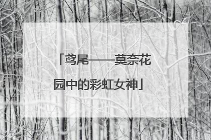 鸢尾——莫奈花园中的彩虹女神