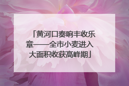 黄河口奏响丰收乐章——全市小麦进入大面积收获高峰期