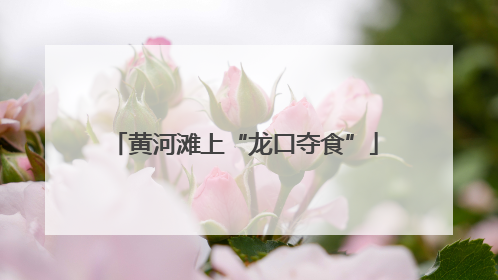黄河滩上“龙口夺食”