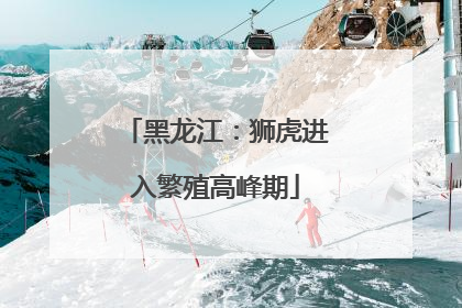 黑龙江：狮虎进入繁殖高峰期
